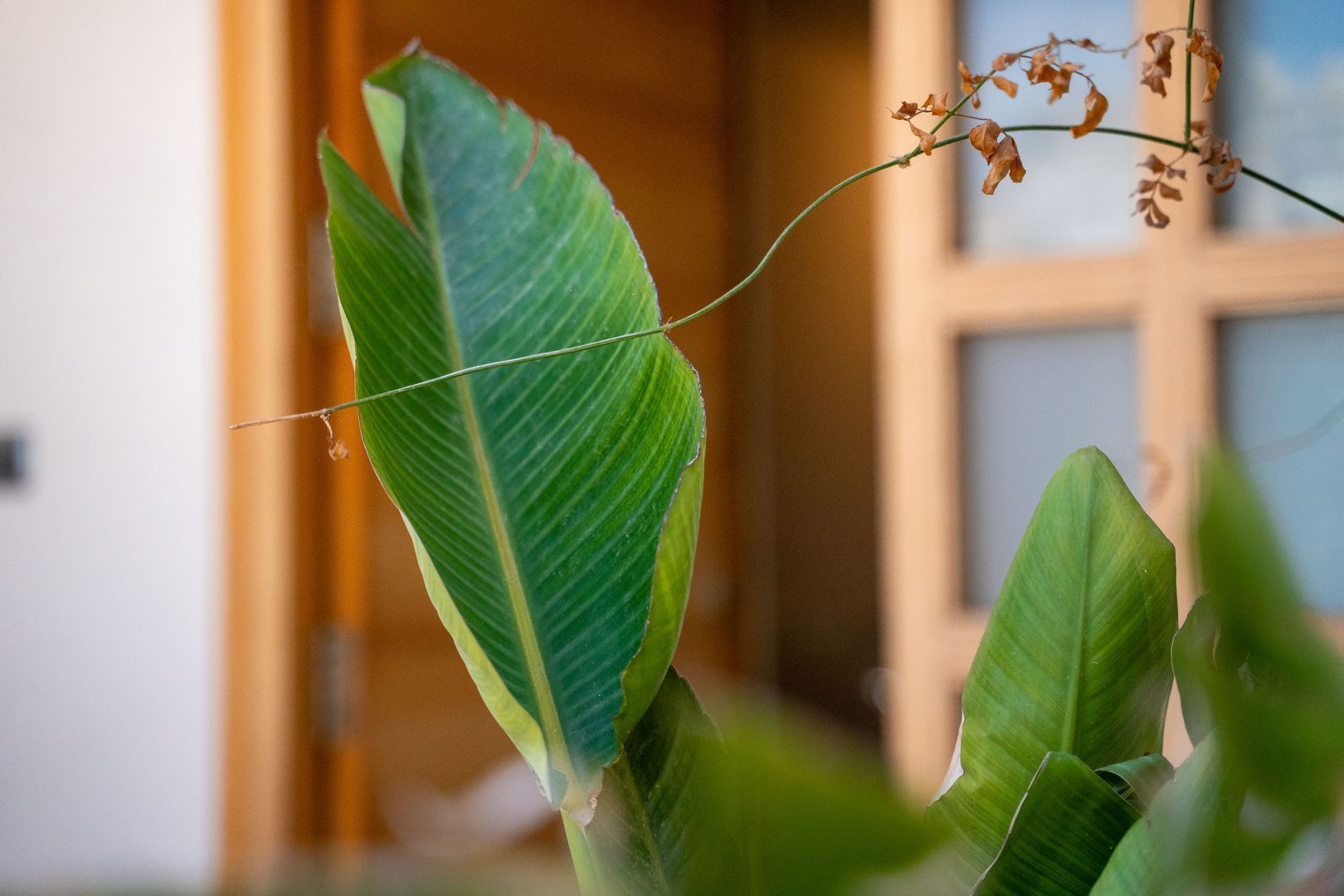 Exclusive and luxurious bungalow with elevator in El Faro 61, Alicante foto-59