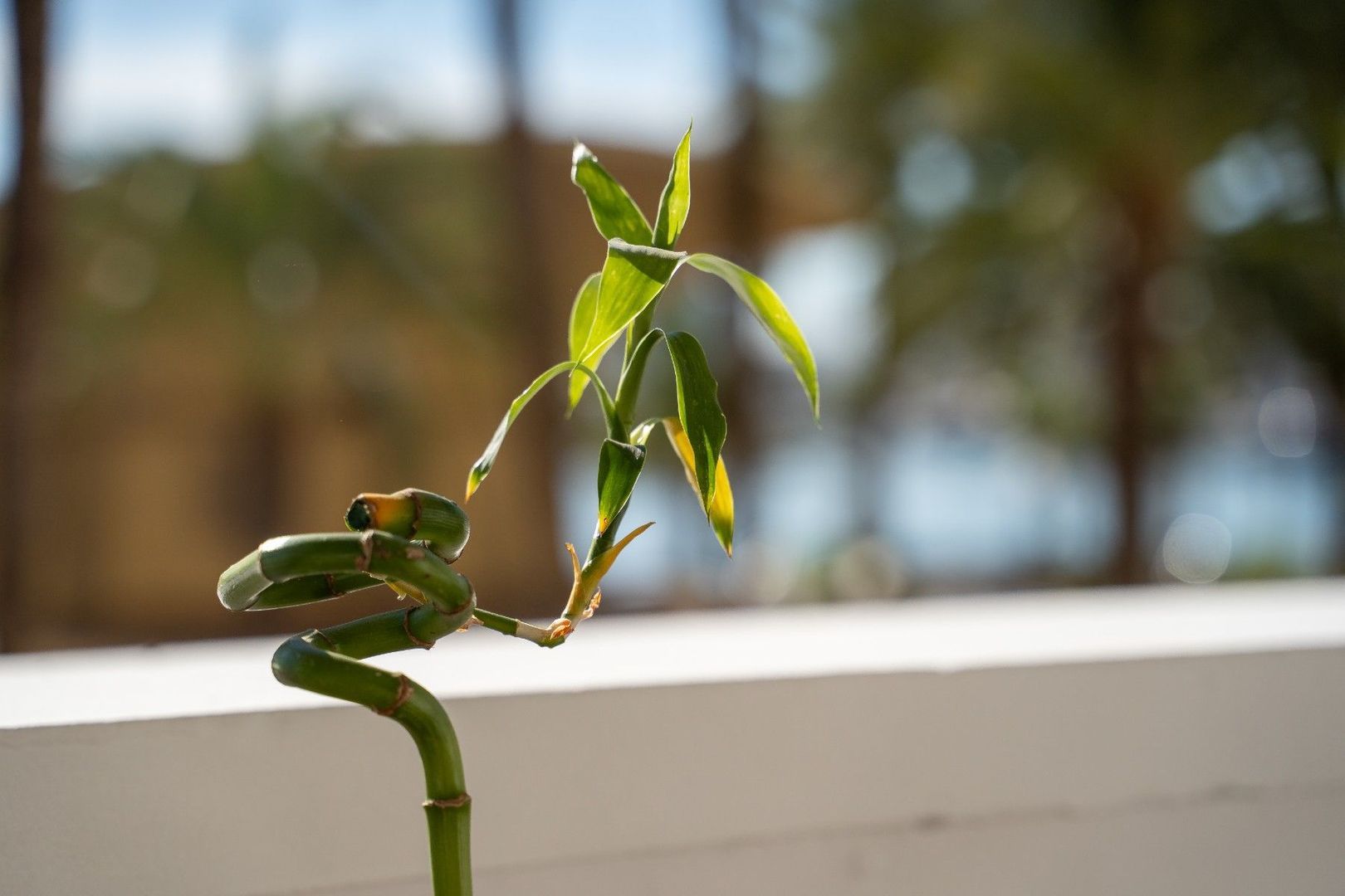 Apartment for Sale in the Explanada, Alicante, Alicante foto-9