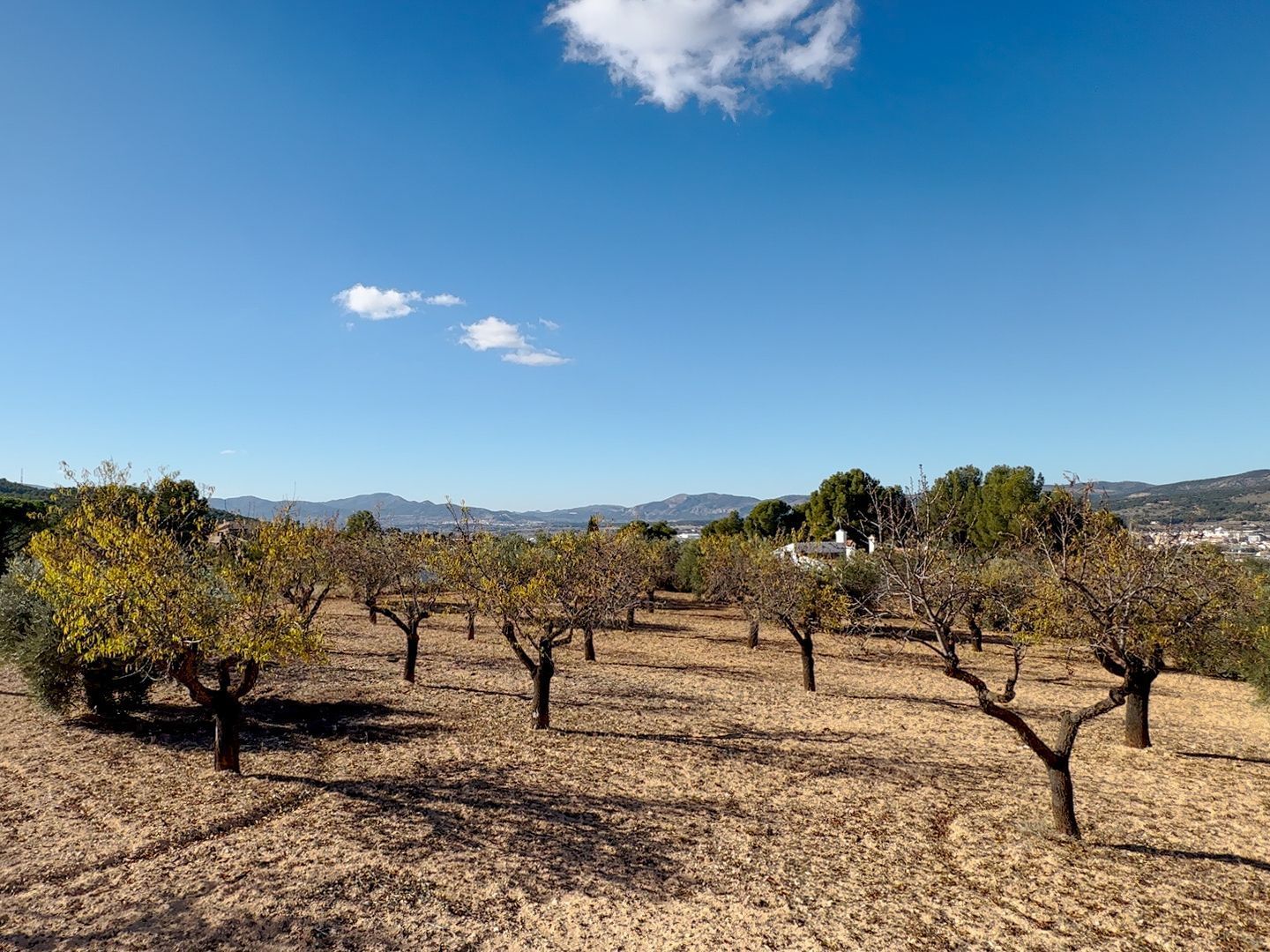 Plot for finca in Ibi, Ibi foto-10