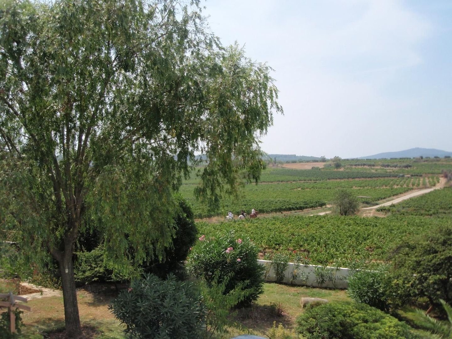 Surrounded by nature, Vilobí del Penedès (the winelands) foto-36