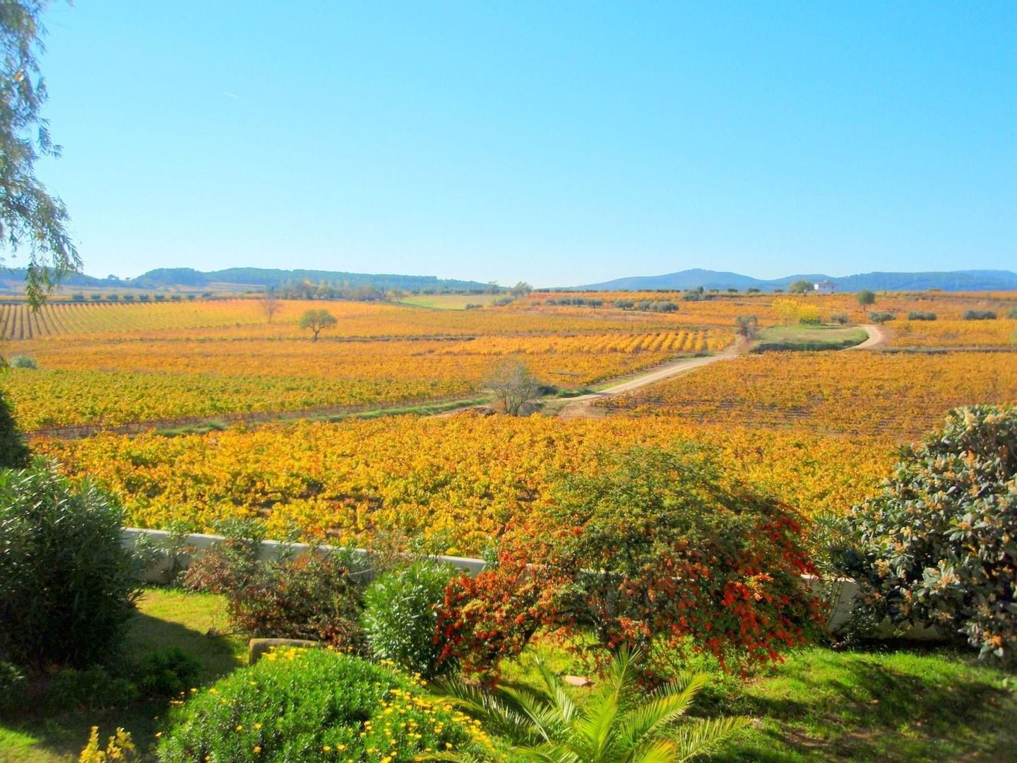 Surrounded by nature, Vilobí del Penedès (the winelands) foto-37