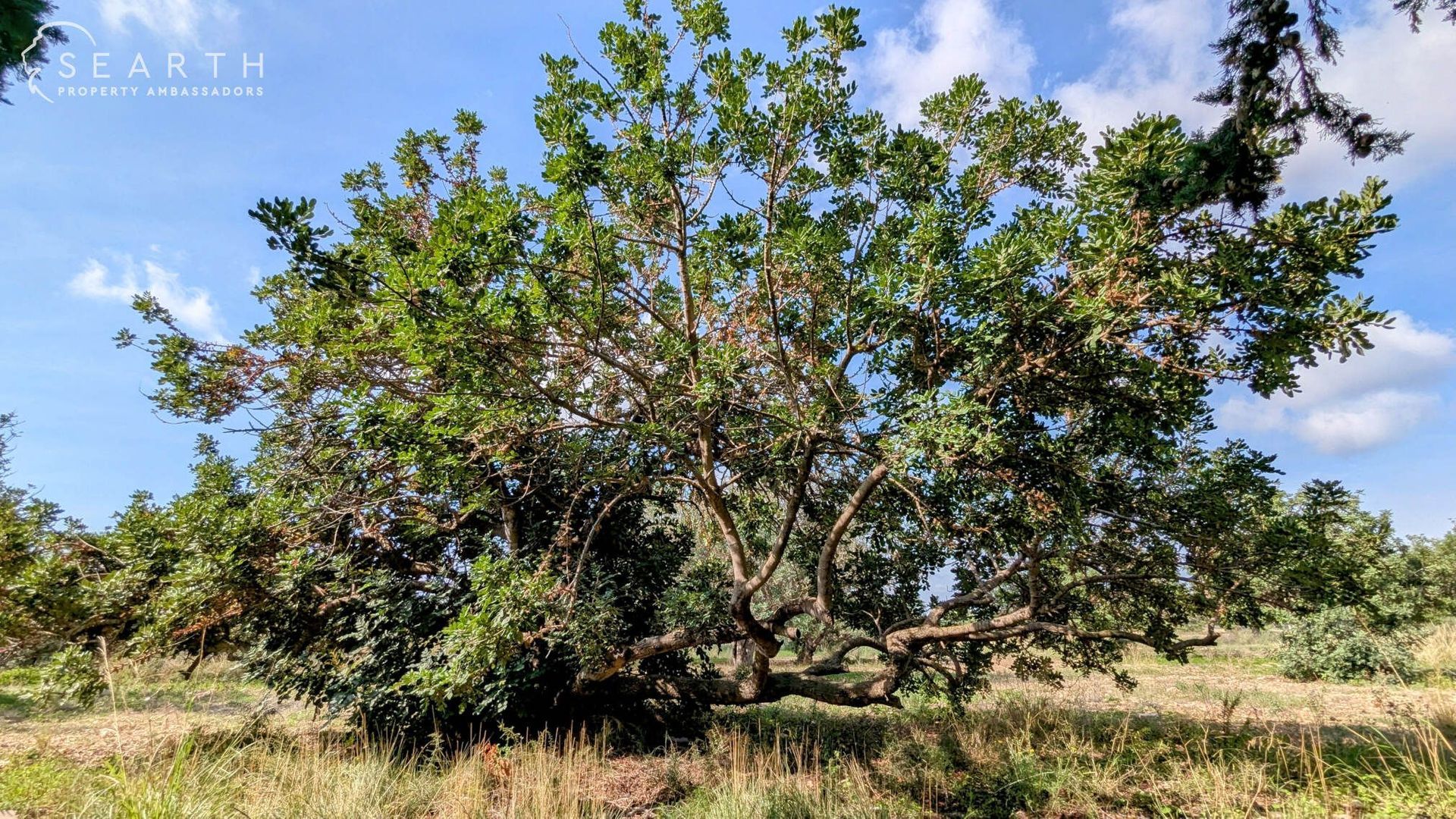 Masia and chapel, Sitges foto-20