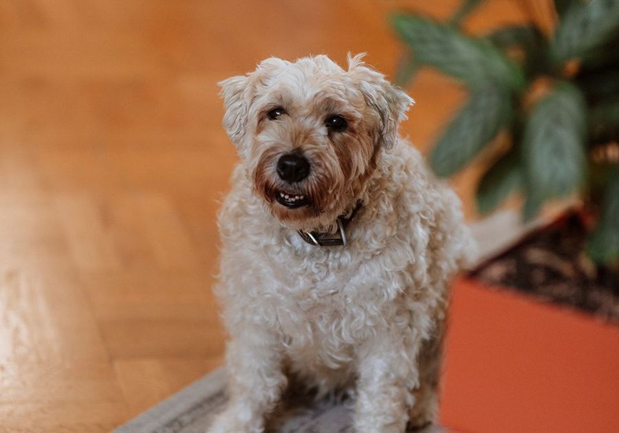 content services_investment 900x630